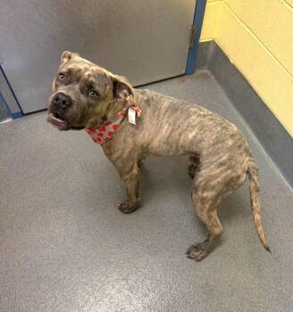 Trent -  Pit Bull Terrier Dog for Adoption in Amherst, Virginia - Trent | PetCurious