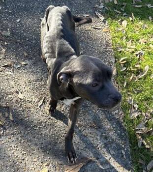 Pit Bull Terrier Dogs Available for Adoption in Mobile, Alabama - Shirley Temple | PetCurious