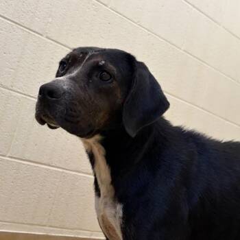 Stella -  Mixed Breed Dog for Adoption in Asheville, North Carolina - Stella | PetCurious