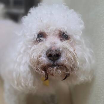 Raffy - Costa Mesa Location -  Maltese and Poodle Dog for Adoption in Chino Hills, California - Raffy - Costa Mesa Location | PetCurious