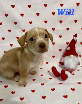 Dachshund and Chihuahua Dogs Available for Adoption - Will | PetCurious