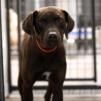 Catahoula Leopard Dog Dogs Available for Adoption - Harbor (MR26-148) | PetCurious