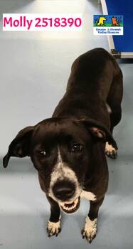 Rescue Black Labrador Retriever and Spaniel Dogs for Adoption in Blairsville, Georgia - Molly | PetCurious