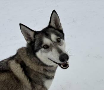 Siberian Husky and Alaskan Malamute Dogs Available for Adoption - Husky | PetCurious