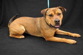 American Bulldog and Mixed Breed Dogs Available for Adoption in Winter Haven, Florida - DOTTIE | PetCurious