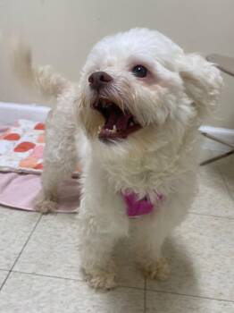 Poodle and Maltese Dogs Available for Adoption in Fall River, Massachusetts - Sundae | PetCurious