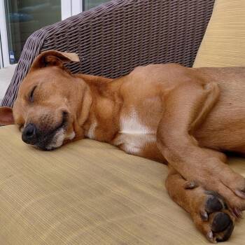 Cha Cha -  Terrier and Dachshund Dog for Adoption in Pacifica, California - Cha Cha | PetCurious