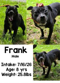 Frank -  Pug Dog for Adoption in Staffordsville, Kentucky - Frank | PetCurious