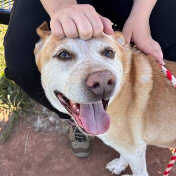 Cooper -  Cattle Dog and Mixed Breed Dog for Adoption in York, Pennsylvania - Cooper | PetCurious