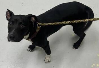 Melanie -  Mixed Breed Dog for Adoption in Savannah, Georgia - Melanie | PetCurious