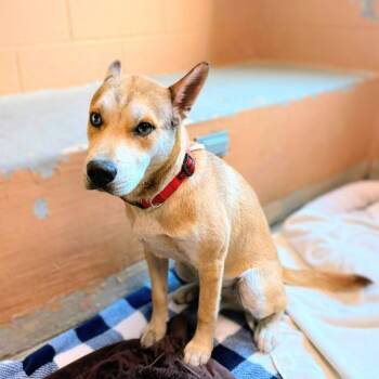 Kyle -  Shepherd Dog for Adoption in Oakland, California - Kyle | PetCurious