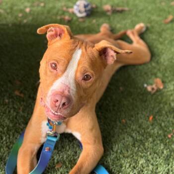 Pit Bull Terrier and Mixed Breed Dogs Available for Adoption in Troy, Virginia - Cappo | PetCurious