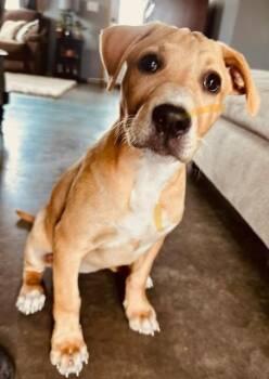 Mixed Breed Dogs Available for Adoption in Northwood, New Hampshire - Millie | PetCurious