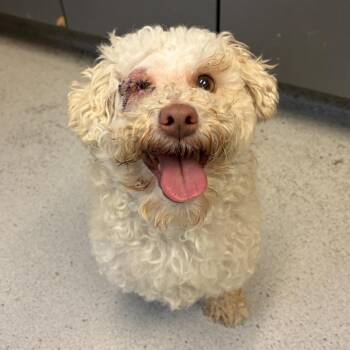 Rocky -  Poodle and Mixed Breed Dog for Adoption in Hawthorne, California - Rocky | PetCurious