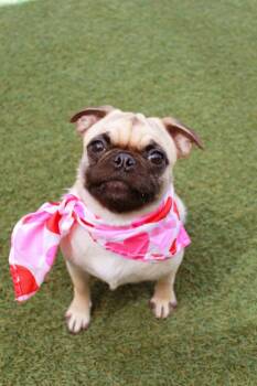 Niblet -  Pug Dog for Adoption in Gardena, California - Niblet | PetCurious