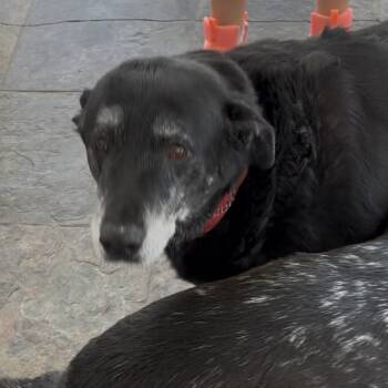 Rescue Black Labrador Retriever Dogs for Adoption in Pahrump, Nevada - Starsky | PetCurious