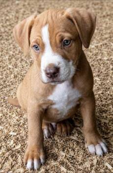 Boxer and Labrador Retriever Dogs Available for Adoption in Batesville, Arkansas - Jelly Bean | PetCurious