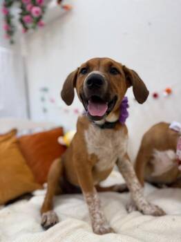 Rhodesian Ridgeback and Cattle Dog Dogs Available for Adoption in Friendswood, Texas - Copper Zinnia | PetCurious