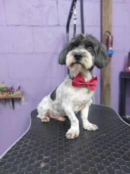 Dante -  Lhasa Apso and Maltese Dog Available for Adoption in Ventura, California - Dante | PetCurious