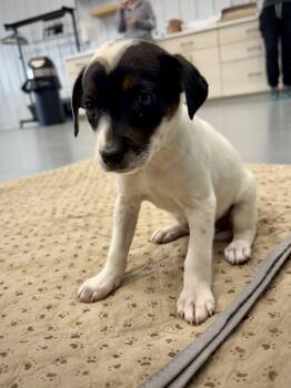 Cattle Dog and Beagle Dogs Available for Adoption in Kalamazoo, Michigan - Faelynn | PetCurious
