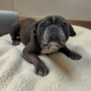 Winston -  French Bulldog Dog for Adoption in Kenedy, Texas - Winston | PetCurious