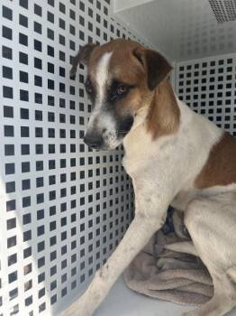 BUSTER -  Parson Russell Terrier and Mixed Breed Dog for Adoption in Riverside, California - BUSTER | PetCurious