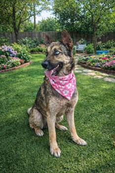 German Shepherd Dog and Husky Dogs Available for Adoption - MIMA GS | PetCurious