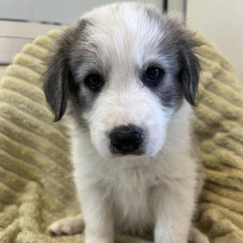 Cetus -  Australian Shepherd and Great Pyrenees Dog for Adoption in Kanab, Utah - Cetus | PetCurious