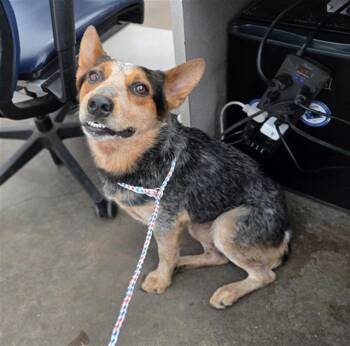 GIUSEPPE -  Mixed Breed Dog for Adoption in Dallas, Texas - GIUSEPPE | PetCurious