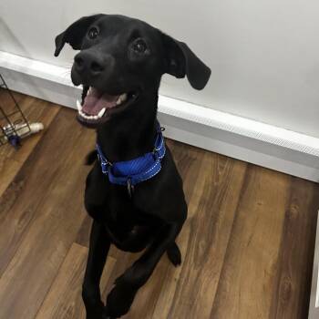 Argos -  Mixed Breed Dog for Adoption in Mentor, Ohio - Argos | PetCurious