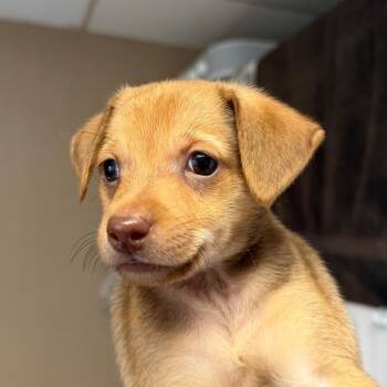 Brioche -  Chihuahua and Dachshund Dog for Adoption in San Pablo, California - Brioche | PetCurious