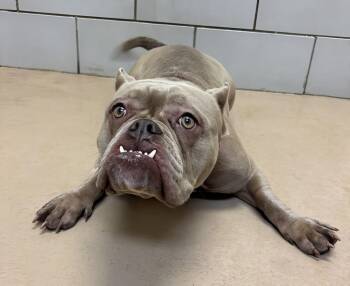 Juliet -  Mixed Breed Dog for Adoption in Nashville, Tennessee - Juliet | PetCurious