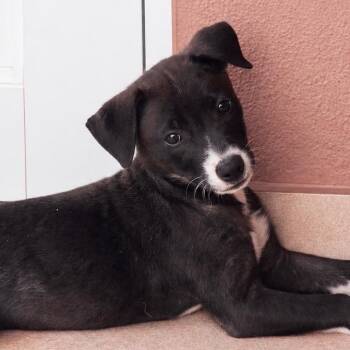 Lola -  Labrador Retriever and Mixed Breed Dog for Adoption in Jefferson, New Jersey - Lola | PetCurious
