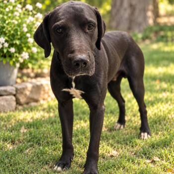 Atlas D46601 -  Black Labrador Retriever and Great Dane Dog for Adoption in Corsicana, Texas - Atlas D46601 | PetCurious
