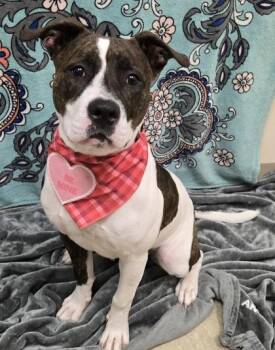Jelly Bean -  Mixed Breed Dog for Adoption in Hamilton, Ohio - Jelly Bean | PetCurious