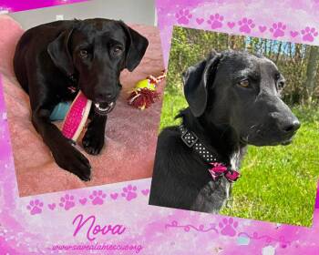 Labrador Retriever and Black Labrador Retriever Dogs Available for Adoption - Nova | PetCurious