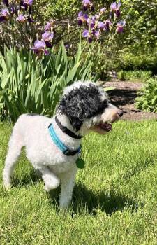 Poodle Dogs Available for Adoption in Tonawanda, New York - Eddie | PetCurious