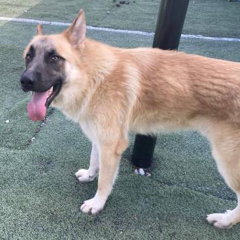 Mixed Breed Dogs Available for Adoption in Memphis, Tennessee - Mickey | PetCurious