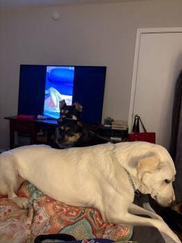 Lilli and Leah -  Labrador Retriever and Great Pyrenees Dog for Adoption in Fort Worth, Texas - Lilli And Leah | PetCurious