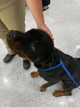 Rottweiler Dogs Available for Adoption in Deering, New Hampshire - Warren | PetCurious