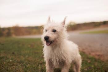 Rescue West Highland White Terrier Westie Dogs for Adoption in Gradyville, Kentucky - Garrick | PetCurious