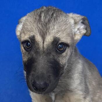 Mixed Breed Dogs Available for Adoption - Flora | PetCurious