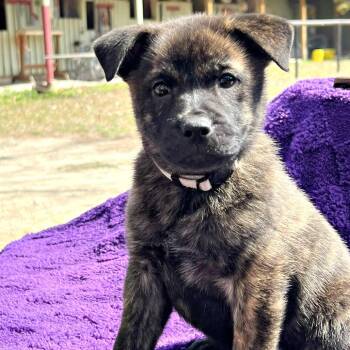 Chow Chow Dogs Available for Adoption - Grace | PetCurious