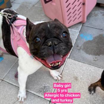French Bulldog Dogs Available for Adoption in Tampa, Florida - Baby Girl | PetCurious