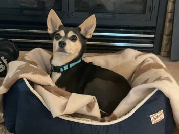 Sally Mae -  Chihuahua Dog for Adoption in Waunakee, Wisconsin - Sally Mae | PetCurious