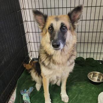 Avery -  German Shepherd Dog Dog Available for Adoption in Hinesville, Georgia - Avery | PetCurious