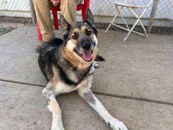PEACH BELLINI -  German Shepherd Dog Dog for Adoption in Sacramento, California - PEACH BELLINI | PetCurious