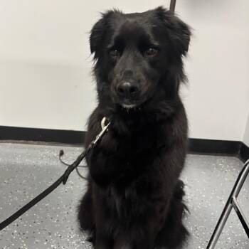 Mona -  Flat Coated Retriever Dog for Adoption in Walker, Michigan - Mona | PetCurious