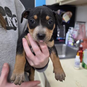 Strawberry Shortcake -  Mixed Breed Dog for Adoption in Ardmore, Oklahoma - Strawberry Shortcake | PetCurious