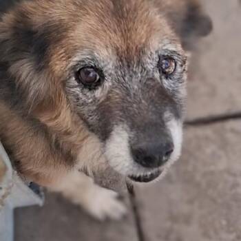 Mariah -  Mixed Breed Dog for Adoption in Carson, Mississippi - Mariah | PetCurious